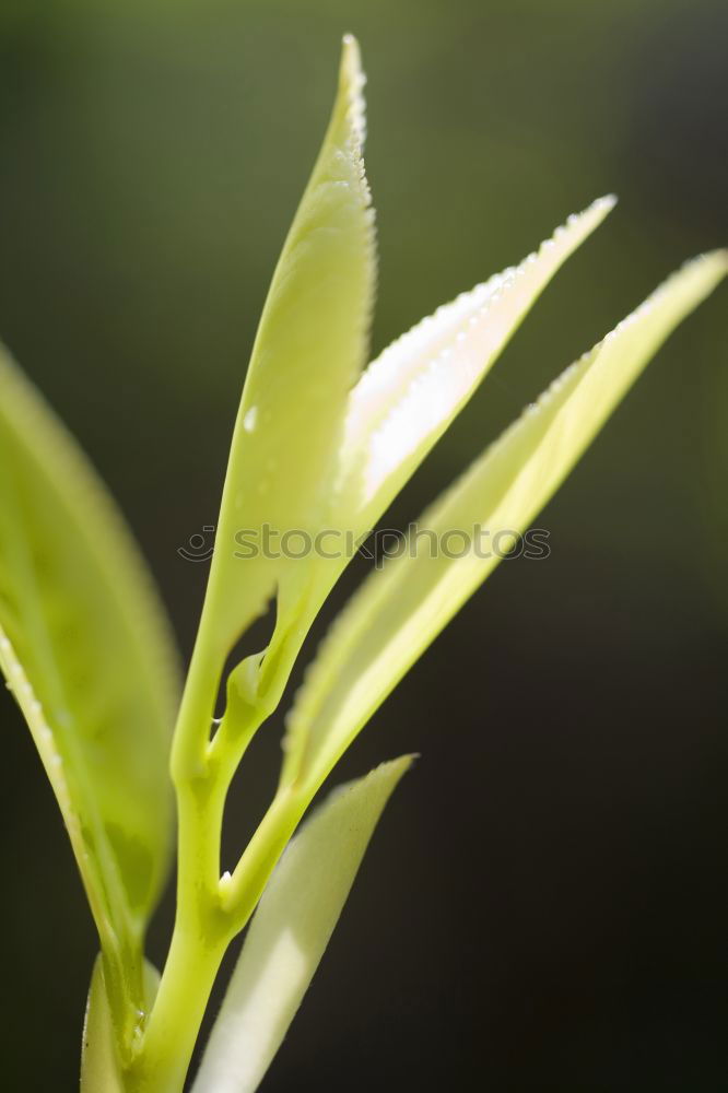 Similar – Image, Stock Photo 8.15 p.m. Flower