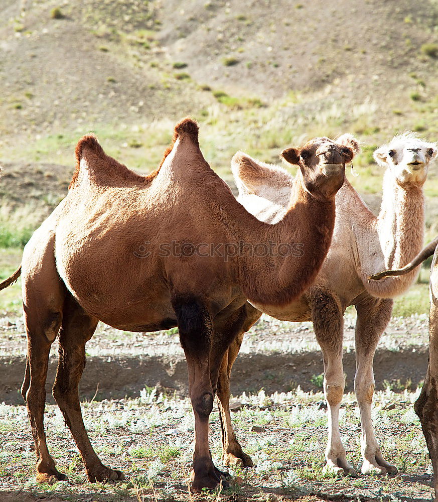 Similar – Image, Stock Photo Desert Cab VII Art