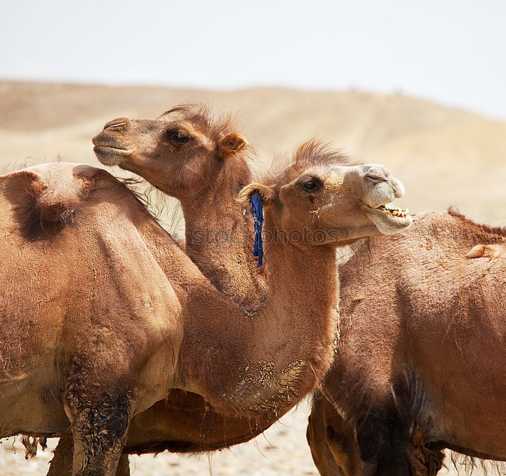 Similar – Image, Stock Photo Desert Cab VII Art