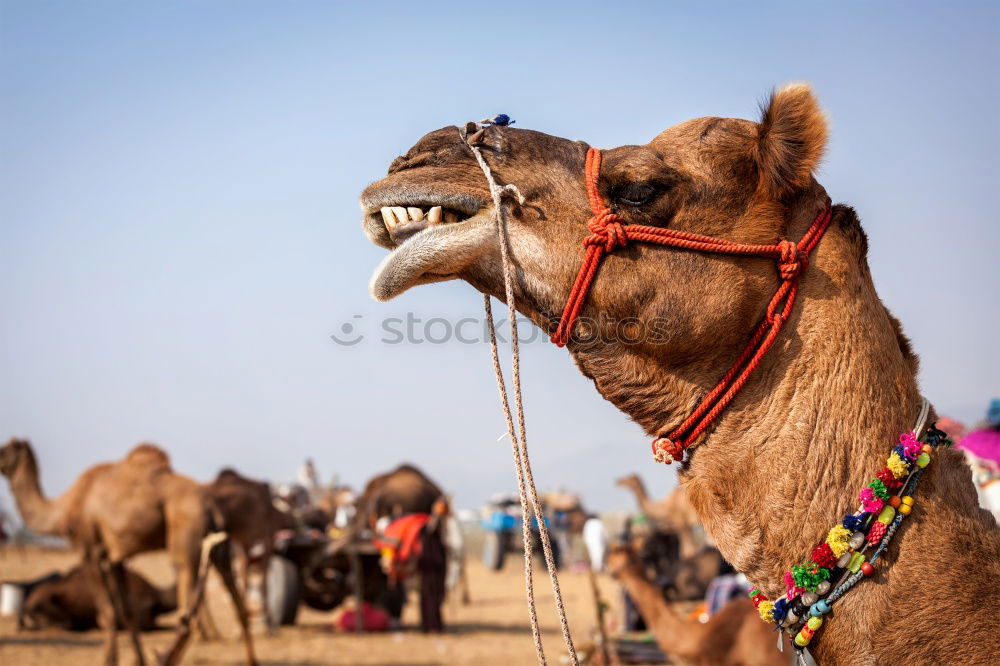 Similar – Image, Stock Photo camel look Camel 1 Animal