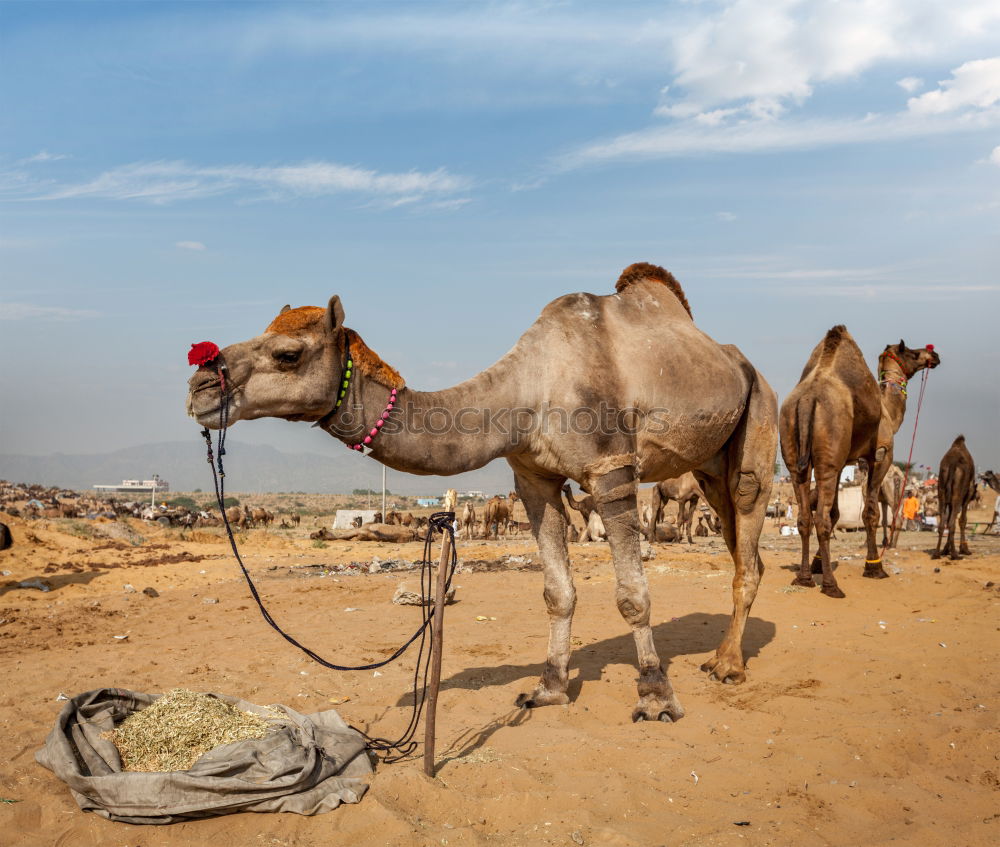 Similar – Esel am Stoppschild Natur