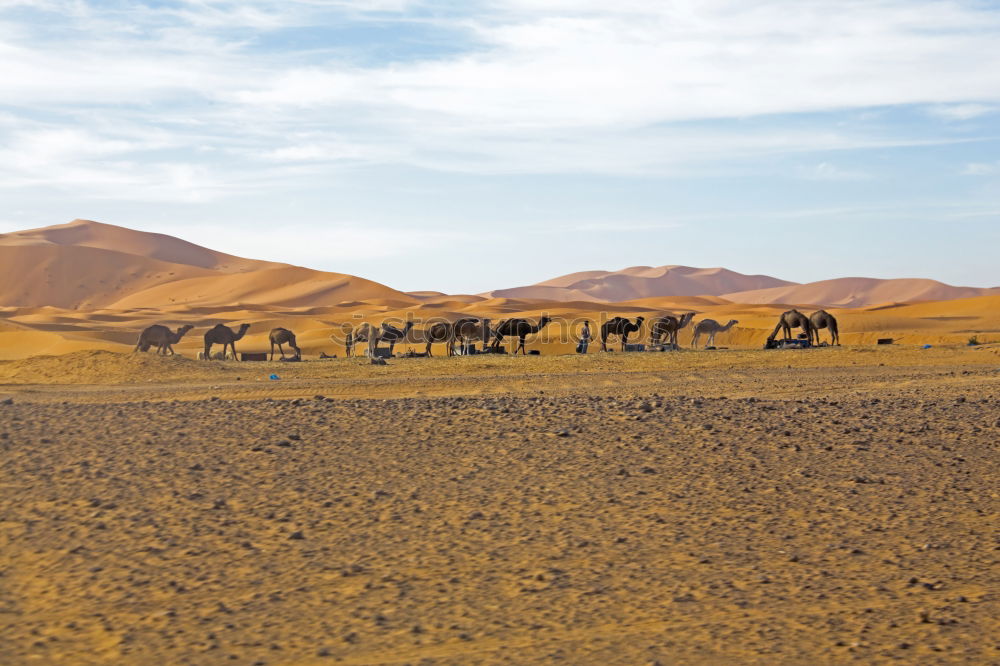 Similar – Ngorongoro Crater Safari Africa