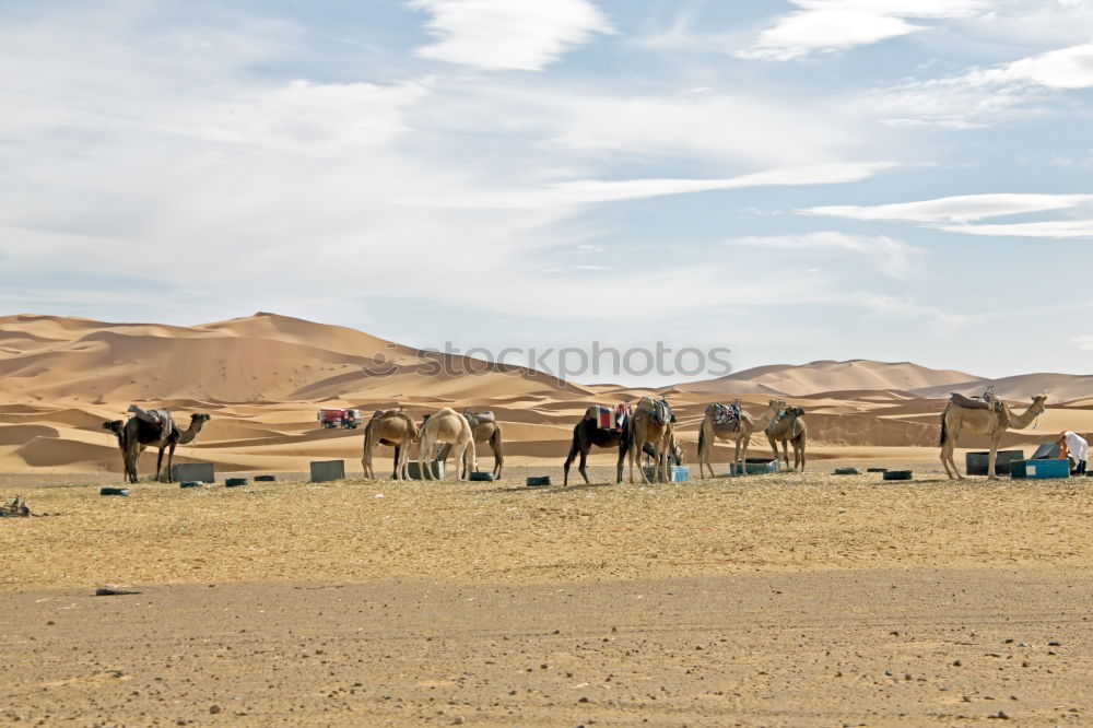 Image, Stock Photo The caravan moves on…