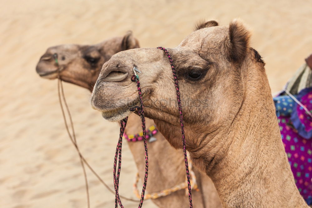 Similar – Image, Stock Photo camel look Camel 1 Animal