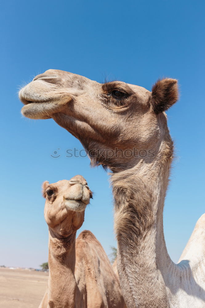 Similar – Image, Stock Photo empty quarter of desert a free