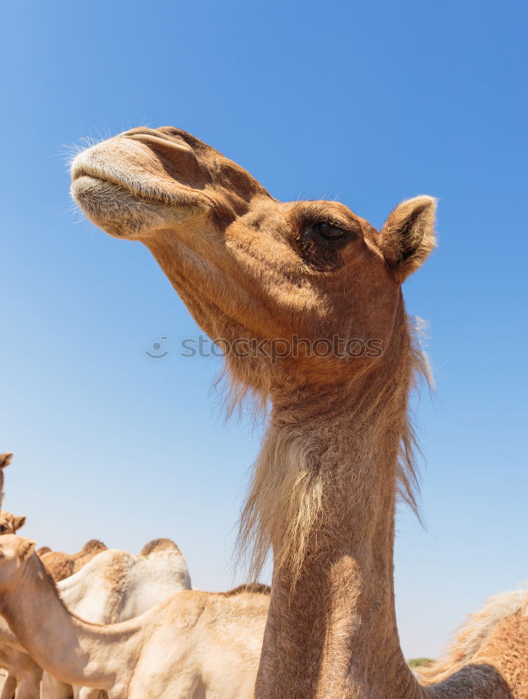 Similar – Image, Stock Photo empty quarter of desert a free