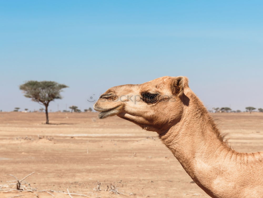 Similar – Camel up Dromedary Desert