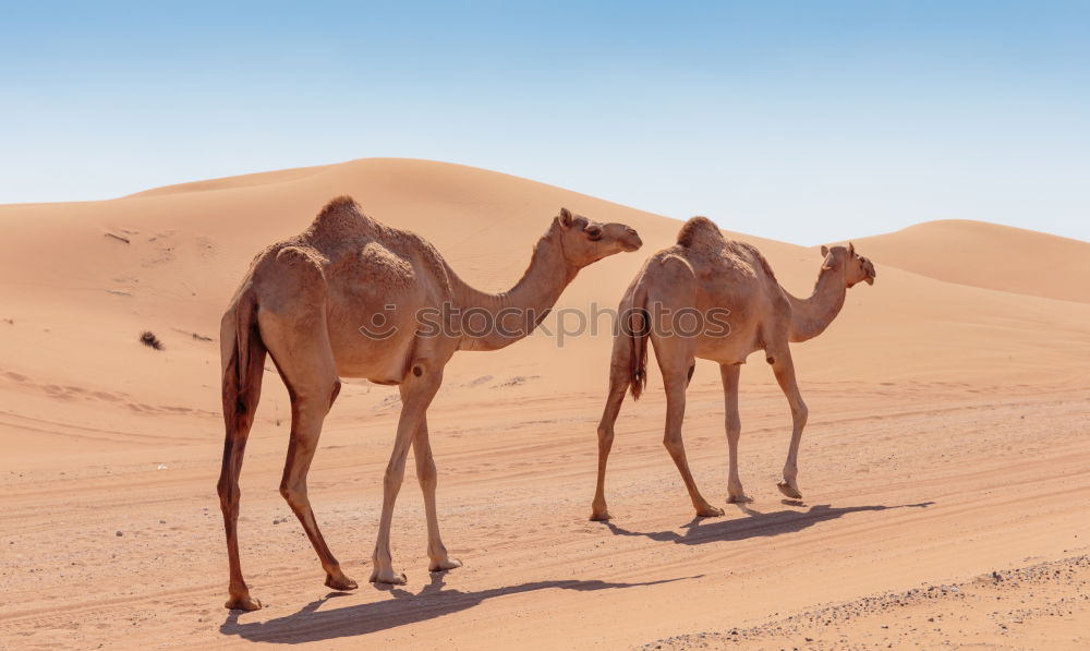 Similar – Camel up Dromedary Desert