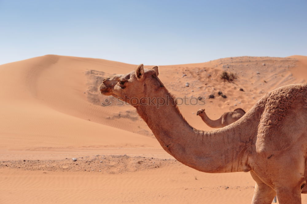 Similar – Image, Stock Photo oman empty quarter of desert a free