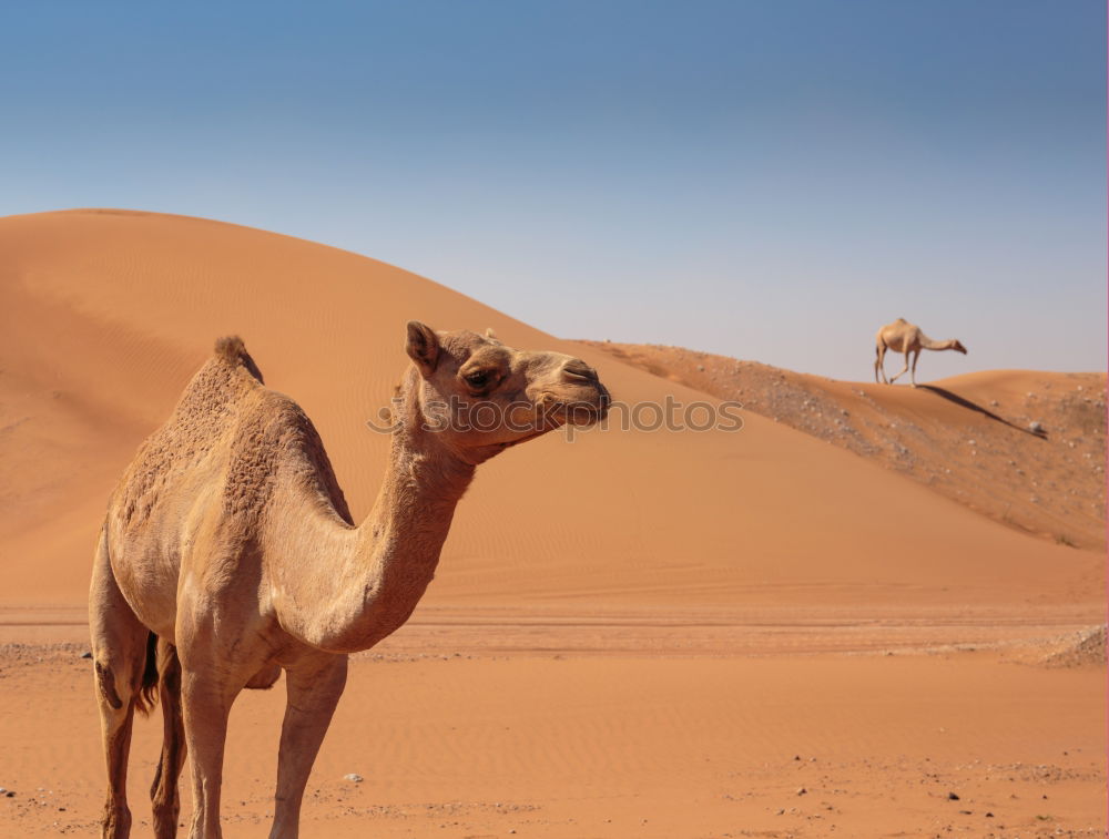 Similar – Camel up Dromedary Desert