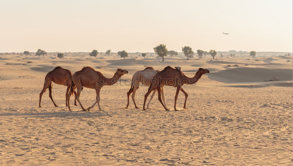 Similar – caravan rest Dromedary