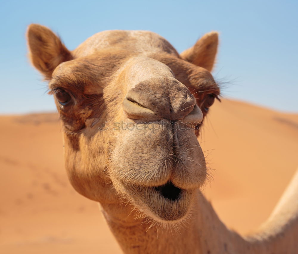 Similar – free dromedary near the sea