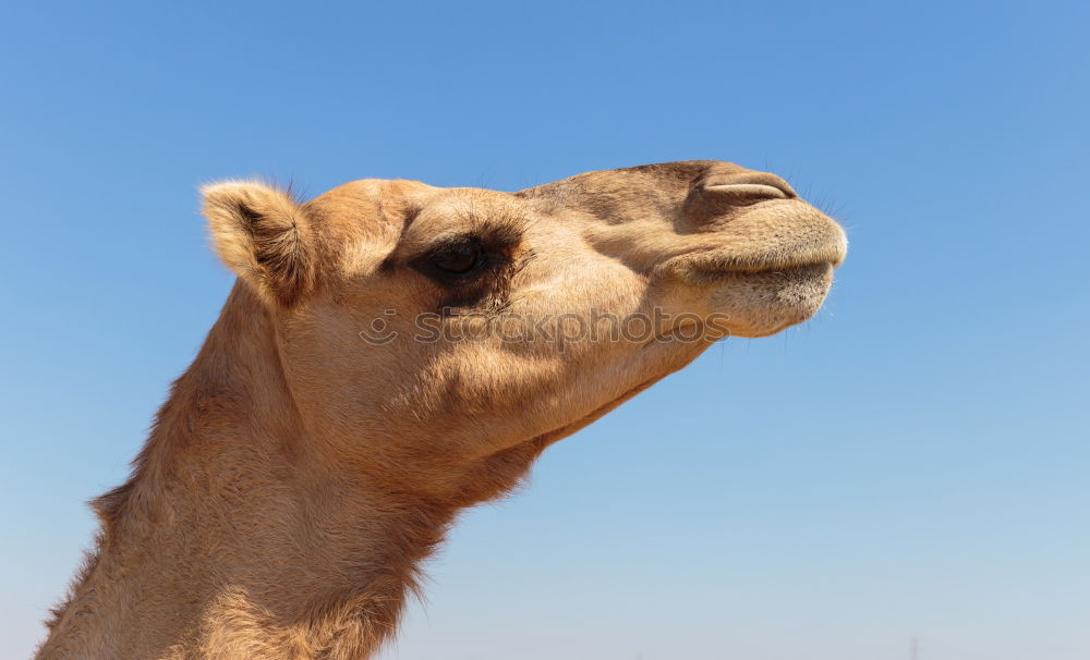 Similar – ninino Camel Dromedary