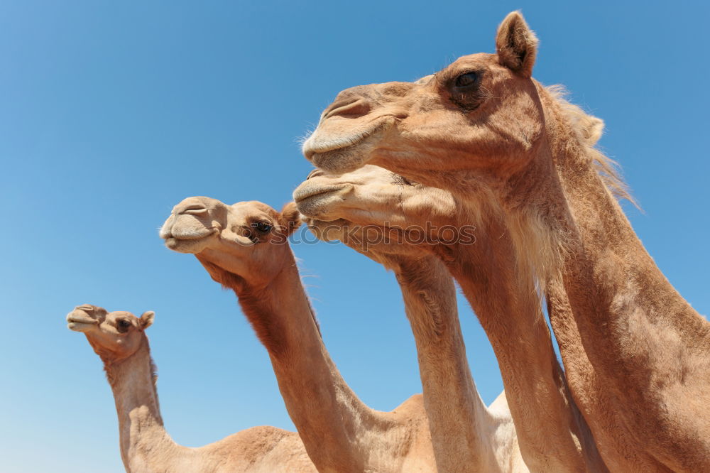 Similar – ninino Camel Dromedary