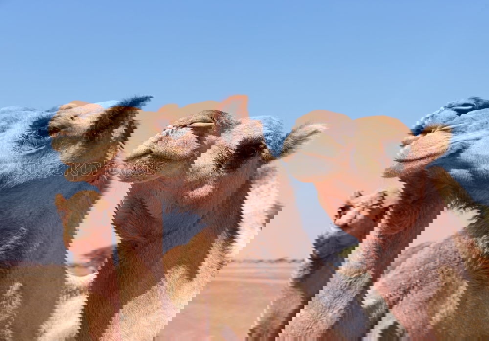 Similar – Image, Stock Photo oman empty quarter of desert a free