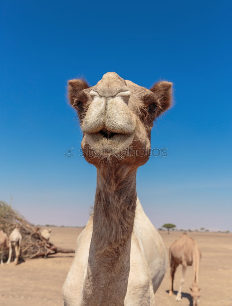 Similar – Image, Stock Photo empty quarter of desert a free