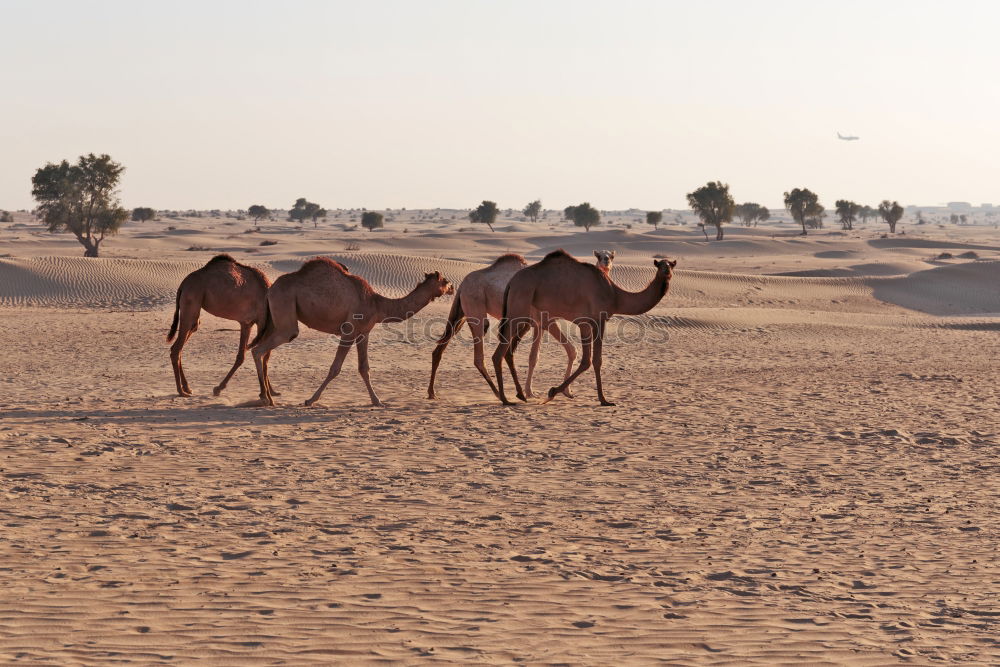 Similar – caravan rest Dromedary