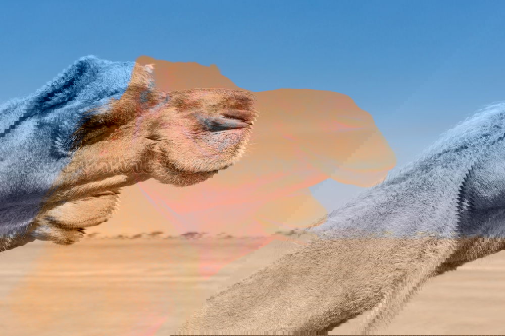 Similar – Image, Stock Photo oman empty quarter of desert a free