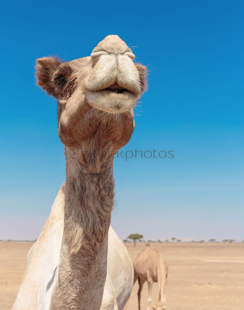 Image, Stock Photo empty quarter of desert a free