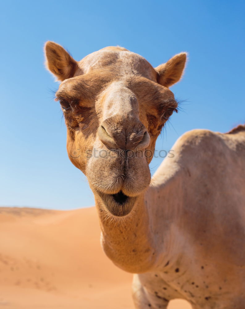 Similar – Image, Stock Photo y in oman empty quarter of desert a free