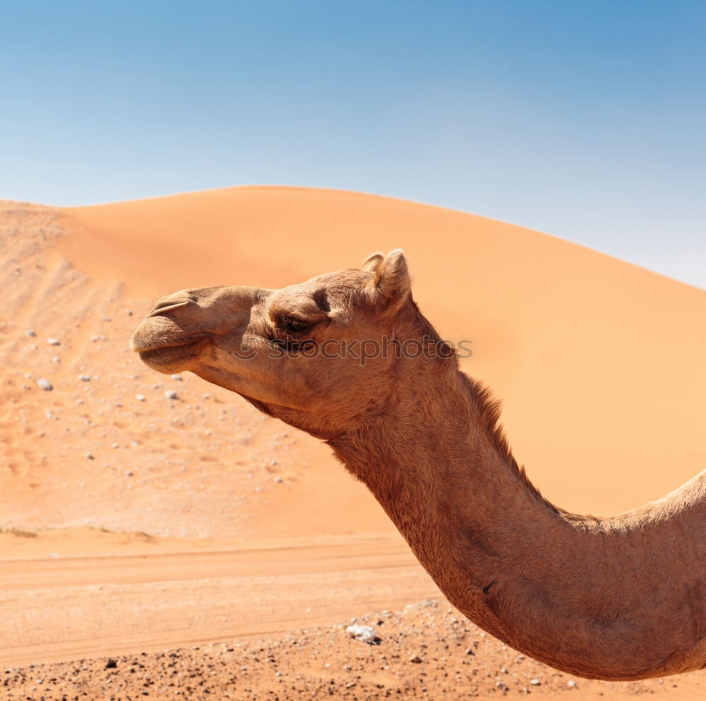 Similar – Image, Stock Photo oman empty quarter of desert a free