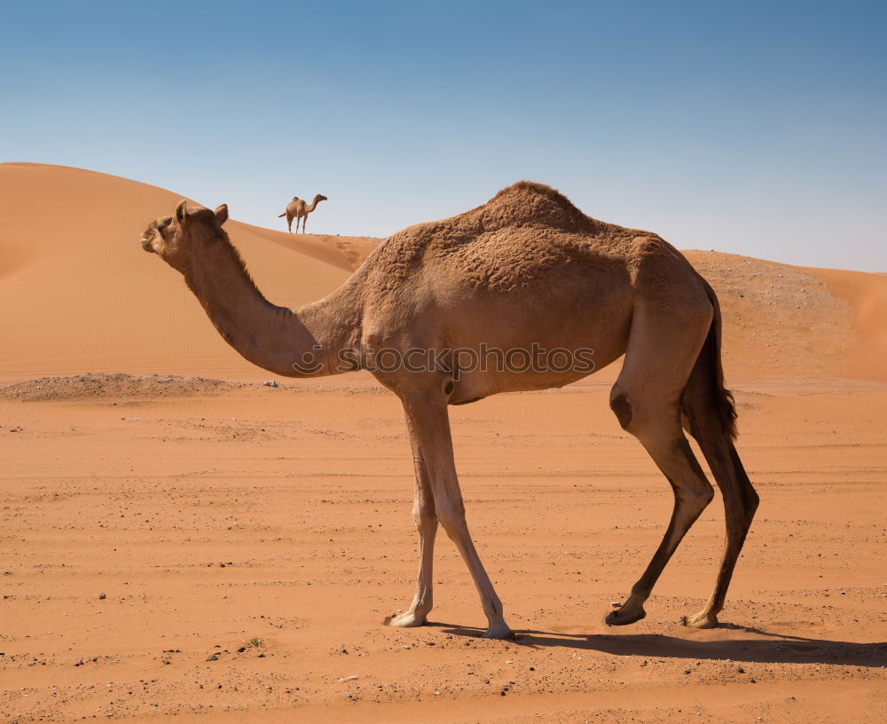 Similar – Camel up Dromedary Desert