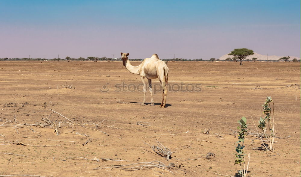 Similar – Image, Stock Photo the guardian of the great valley