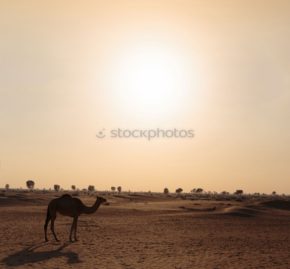 Similar – Image, Stock Photo #A# Desert animal