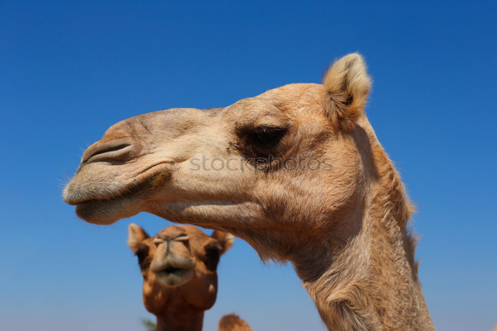 Similar – ninino Camel Dromedary