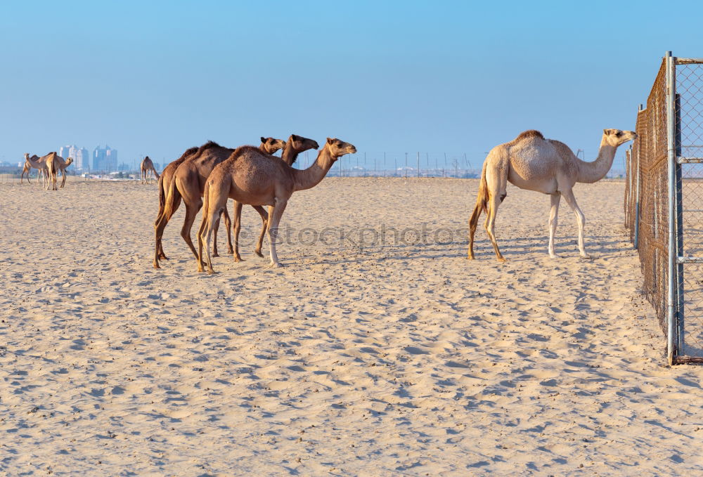 Similar – Image, Stock Photo free dromedary near the sea