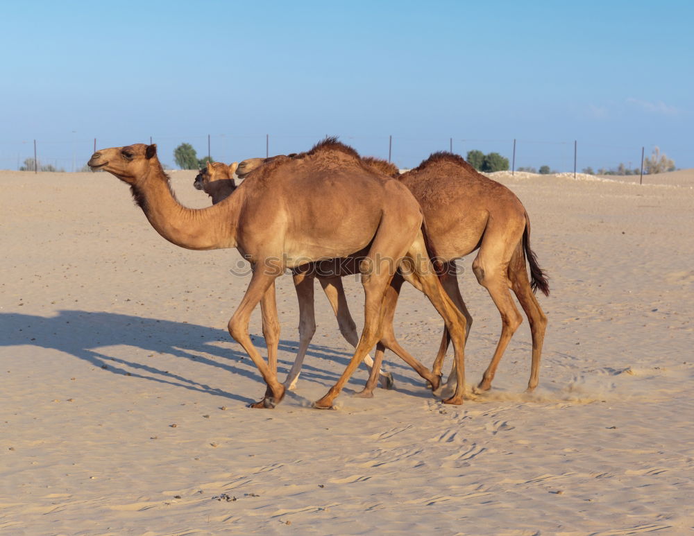 Similar – Image, Stock Photo free dromedary near the sea