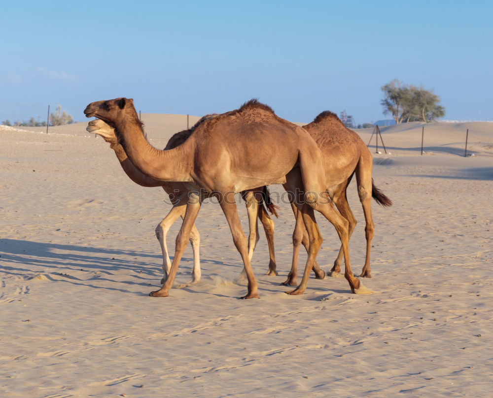 Similar – Image, Stock Photo free dromedary near the sea