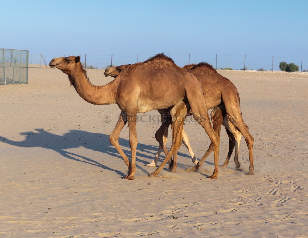 Similar – Image, Stock Photo free dromedary near the sea