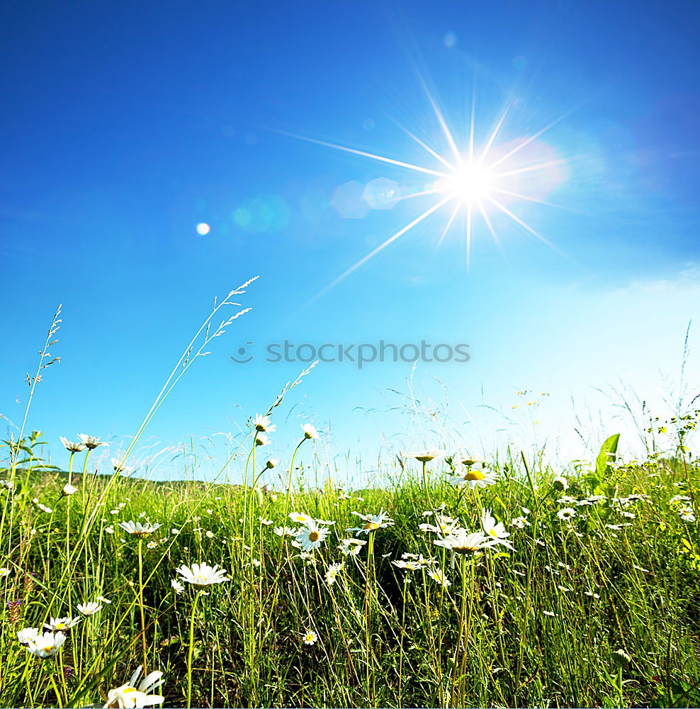 Similar – flower meadow Summer Sun