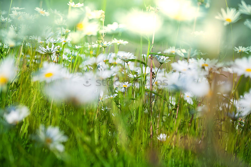 Similar – flower meadow