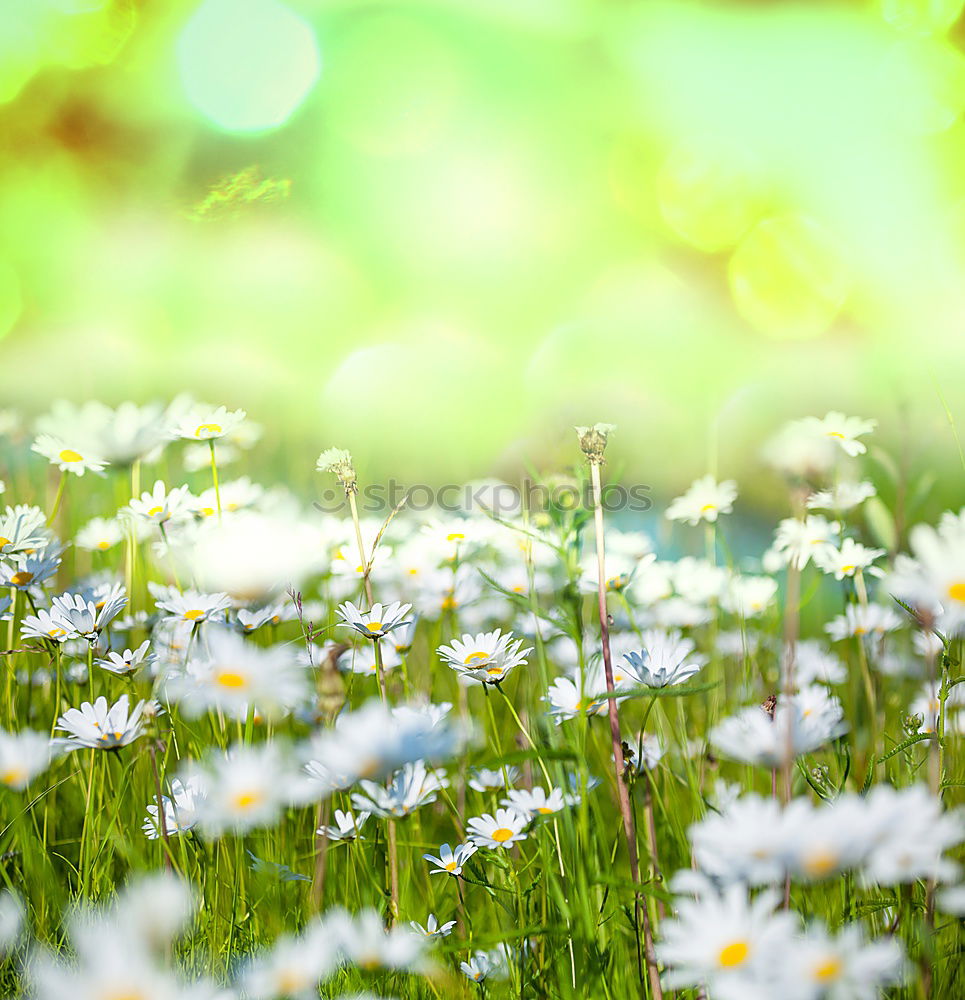 Similar – flower meadow