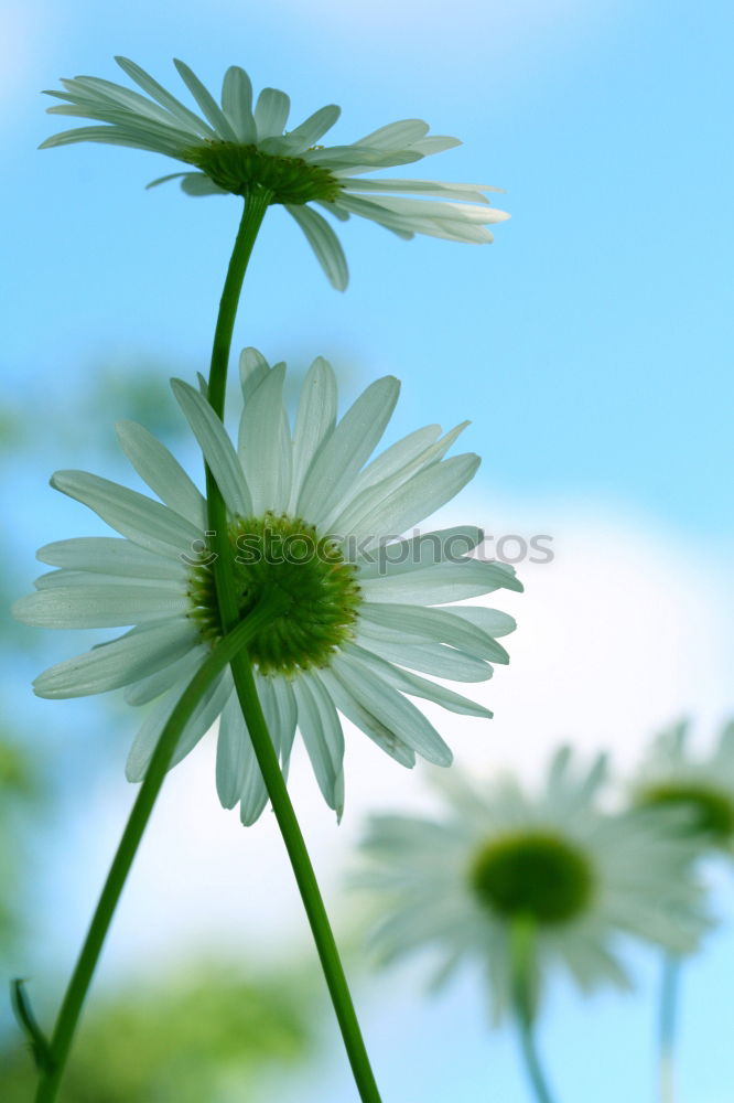 Similar – Image, Stock Photo camomile Harmonious