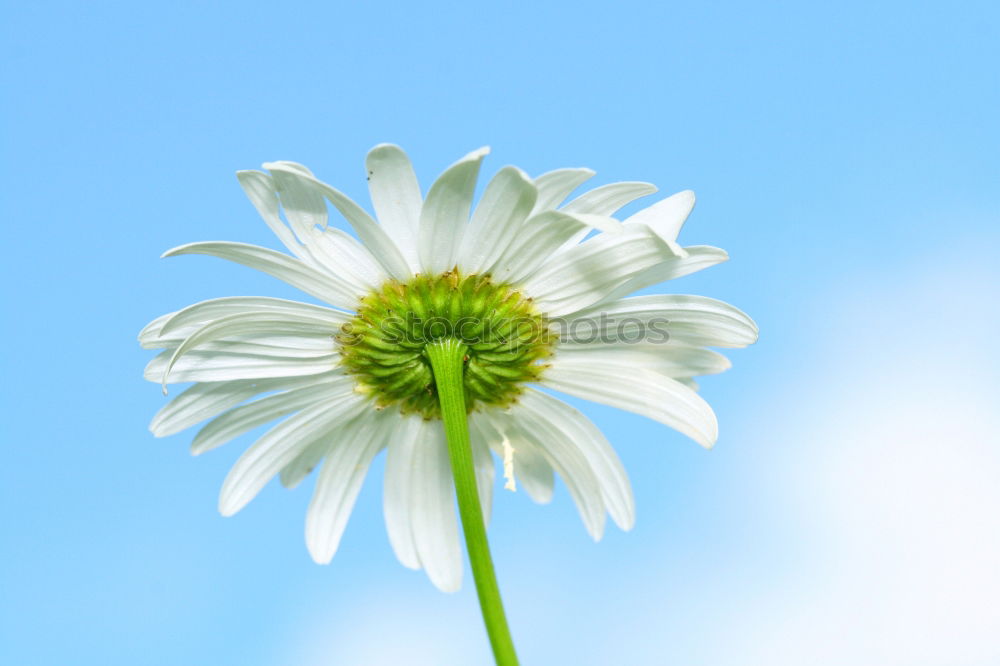 Similar – Margeritenblüte vor blauem Himmel