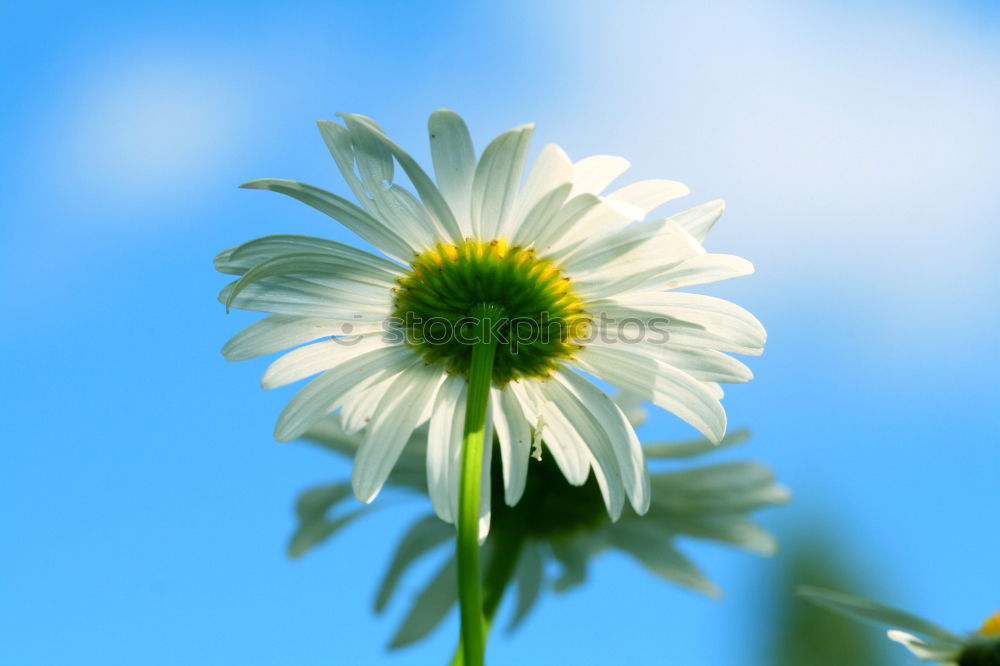 Similar – blooming margarites in sunlight in front of a blue sky