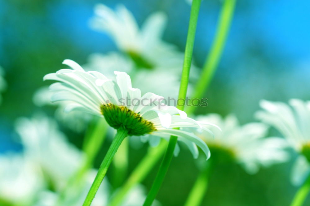 Similar – Image, Stock Photo kamill 3 Summer Nature