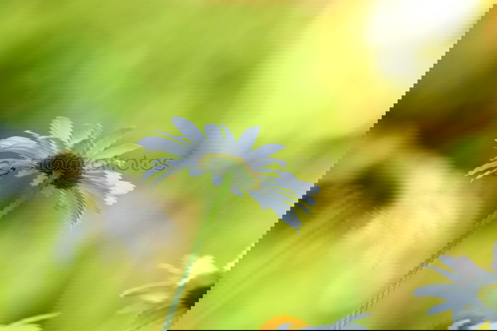 Similar – Image, Stock Photo Devil’s claw on yellow flower meadows