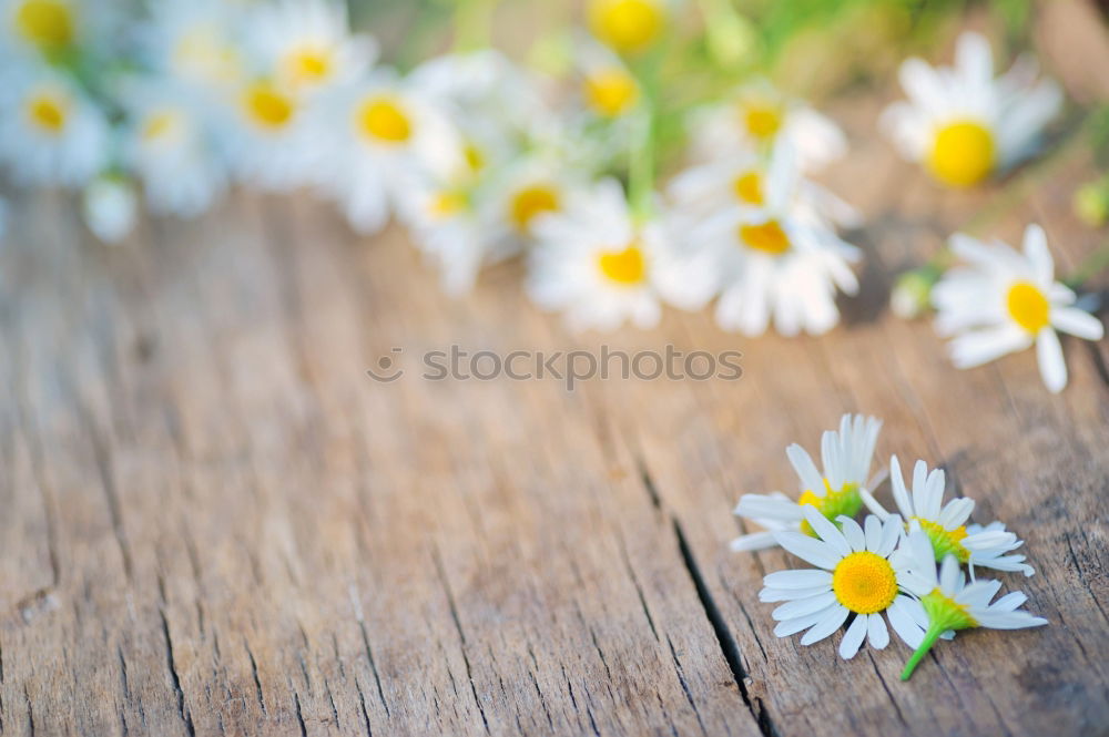 Similar – Old and dirty boots filled with flowers