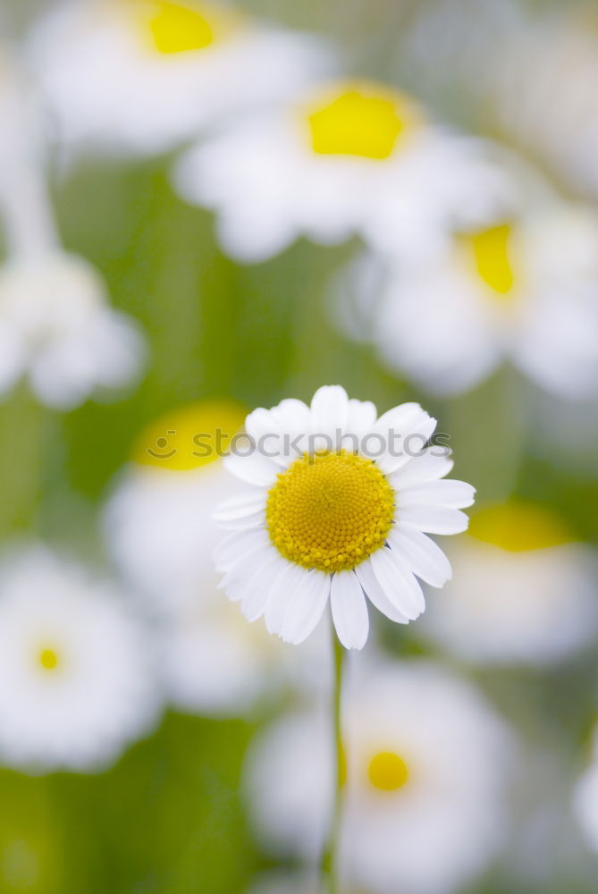 Similar – Frühlingsanfang Natur