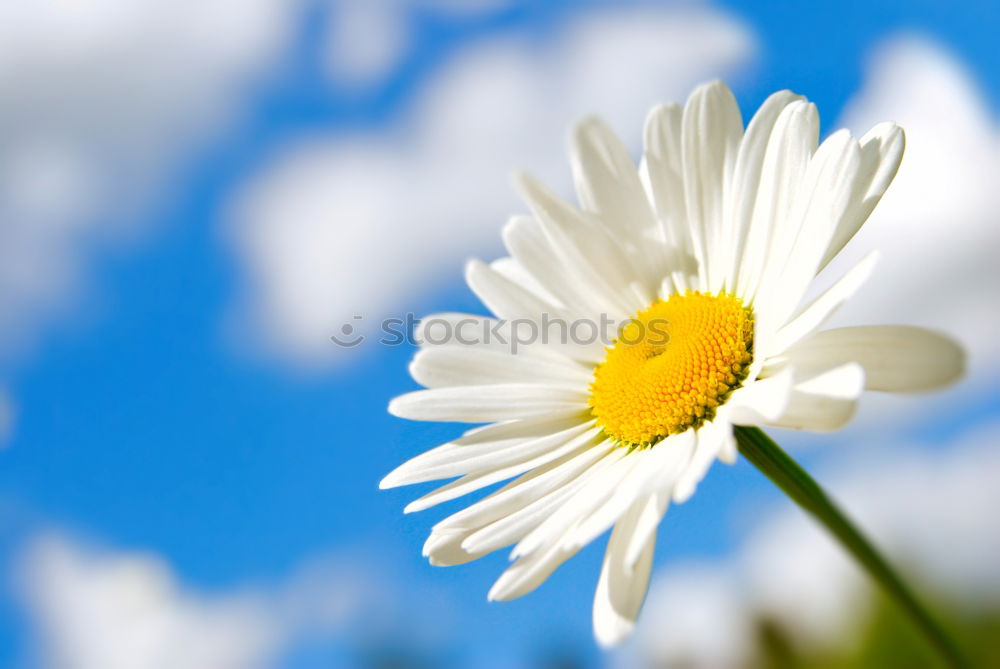 Similar – blooming margarites in sunlight in front of a blue sky