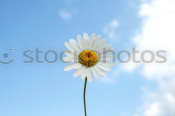 Similar – Image, Stock Photo Zipper Daisy Flower