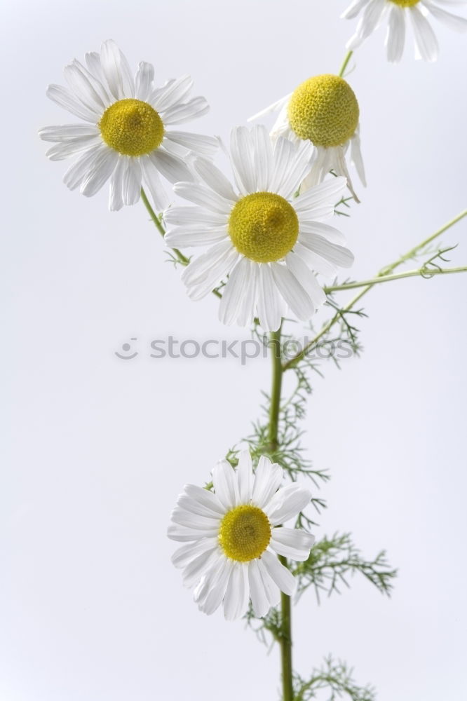 Similar – Stock:: /yellowwithwhite