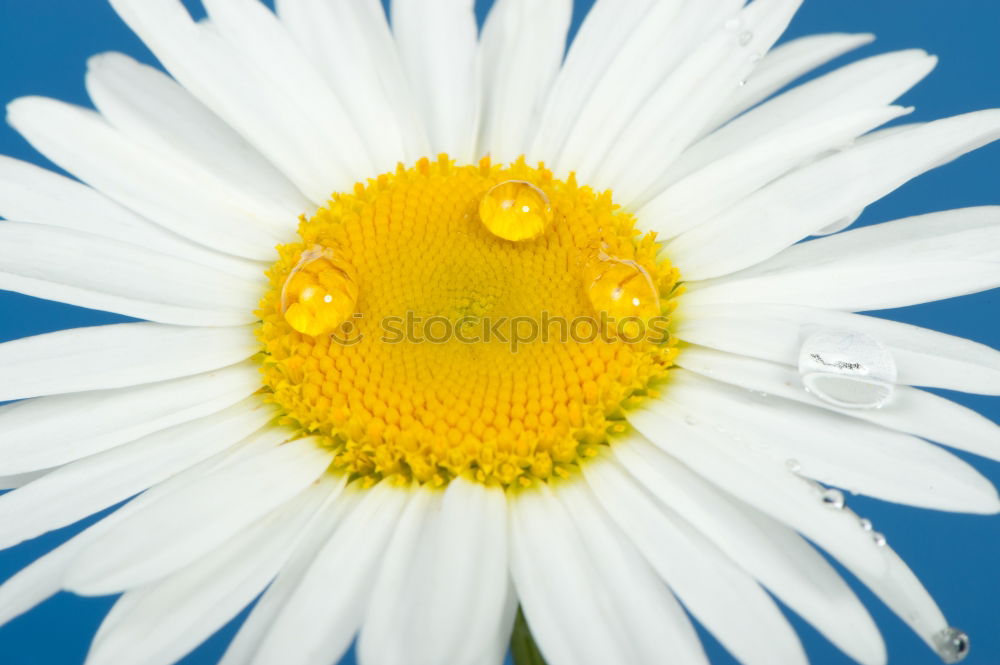 Similar – Image, Stock Photo blue-white-green Nature