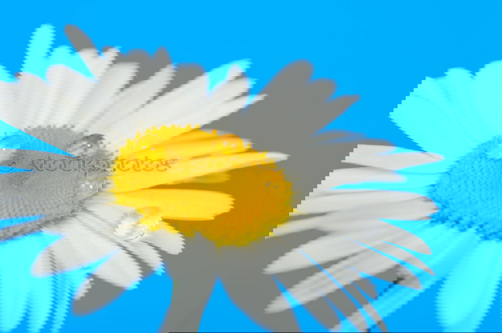 Similar – Image, Stock Photo Nectar ashtray on pink aster