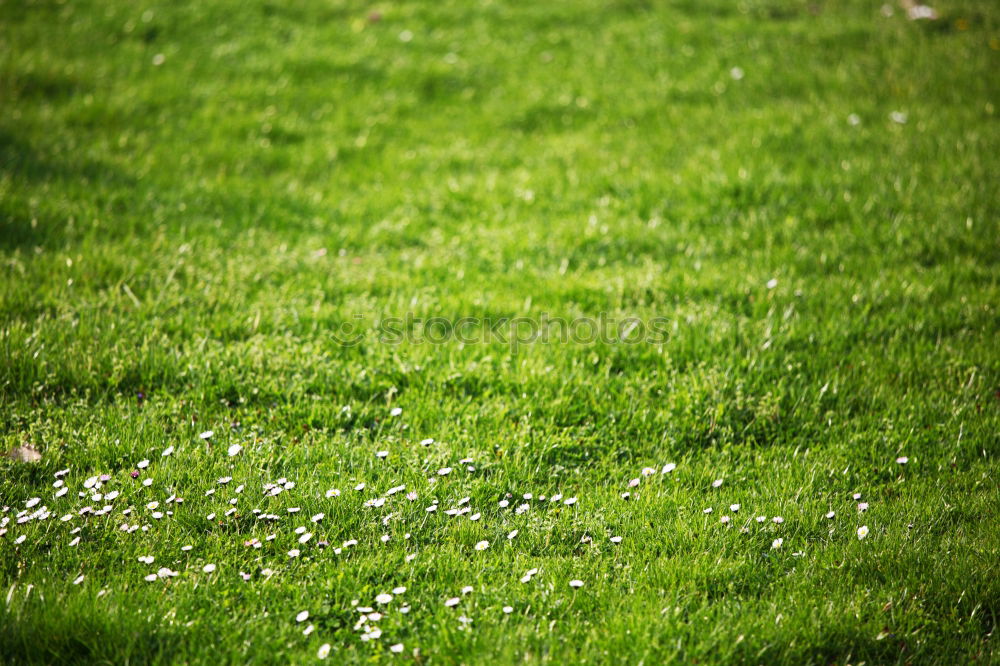 Similar – Image, Stock Photo Olgi’s Flowers Feminine