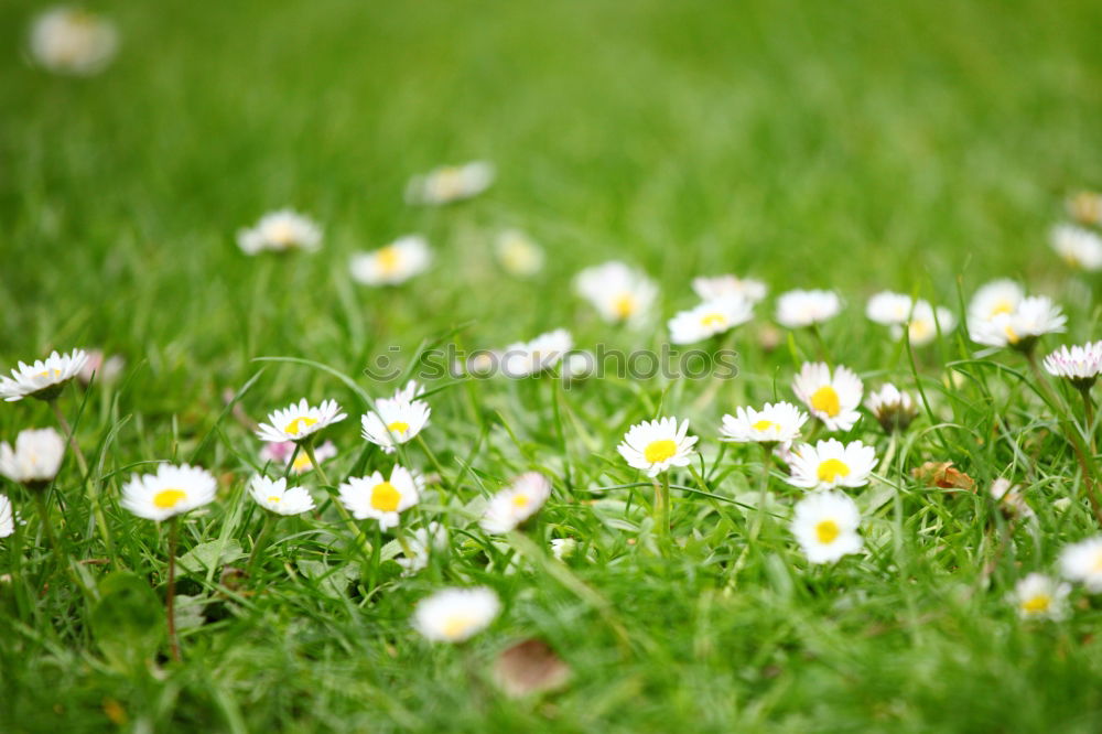 Similar – ein langes Gänseblümchen